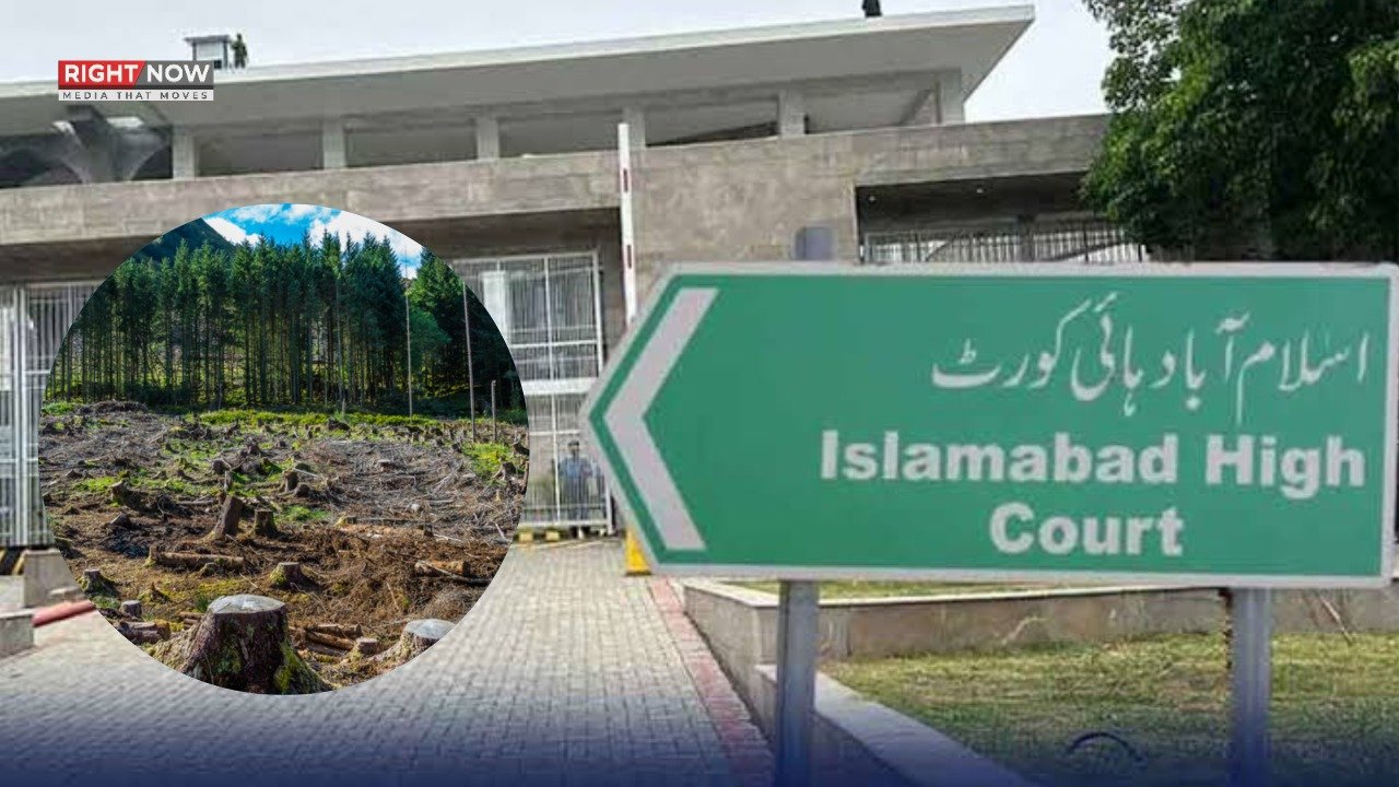 اسلام آباد ہائیکورٹ میں درختوں کی کٹائی کا معاملہ زیر بحث