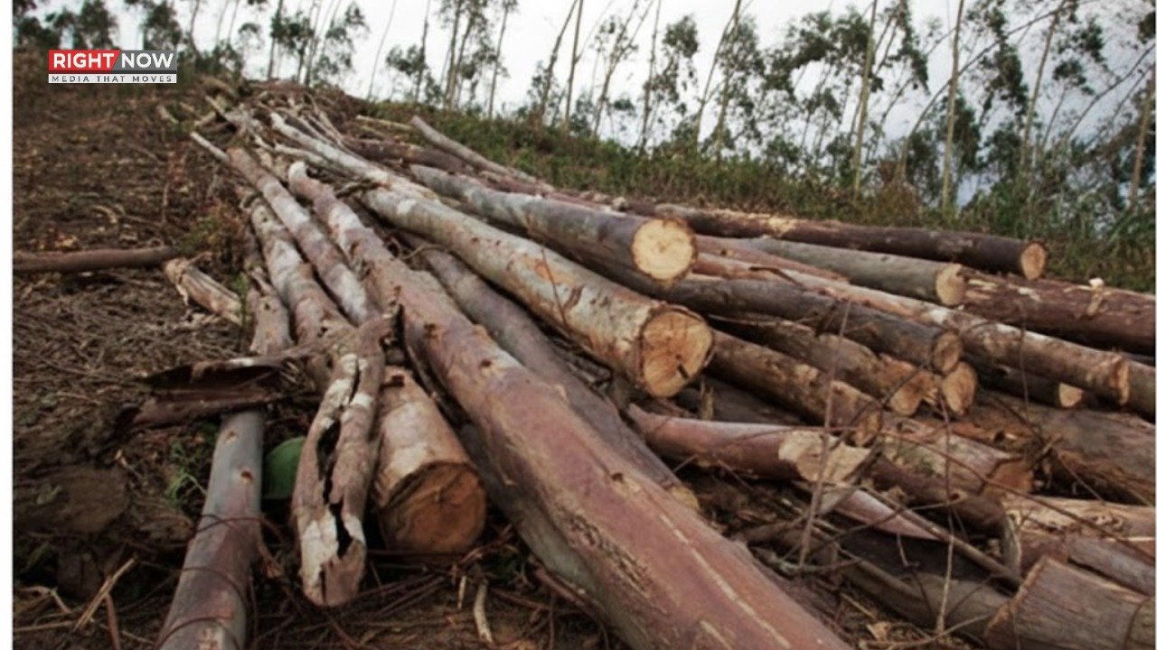 درخت کاٹنے والوں کی ضمانتوں پر پابندی کا مطالبہ