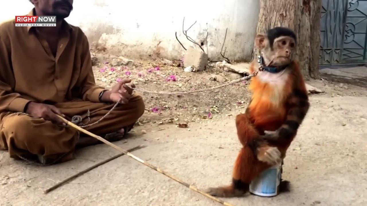 فیصل آباد میں مداری کی گرفتاری، بندر کا انوکھا احتجاج