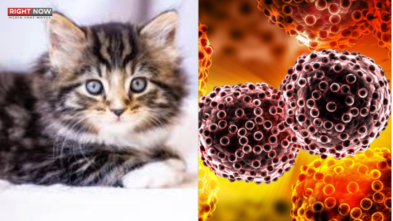 انسانوں میں کینسر کے علاج میں بلیوں کی حیاتیات مددگار