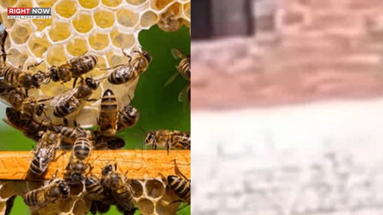 بھارتی کرکٹ میچ کے دوران شہد کی مکھیوں کا حملہ، سینئر امپائر ہلاک