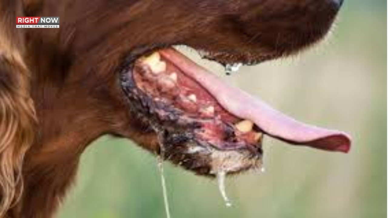 کراچی: لیاری کے 75 سالہ بزرگ میں ریبیز کی علامات ظاہر