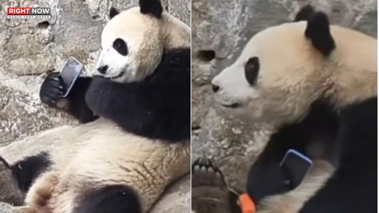 چین میں پانڈا نے موبائل فون واپس کرنے سے انکار کر دیا