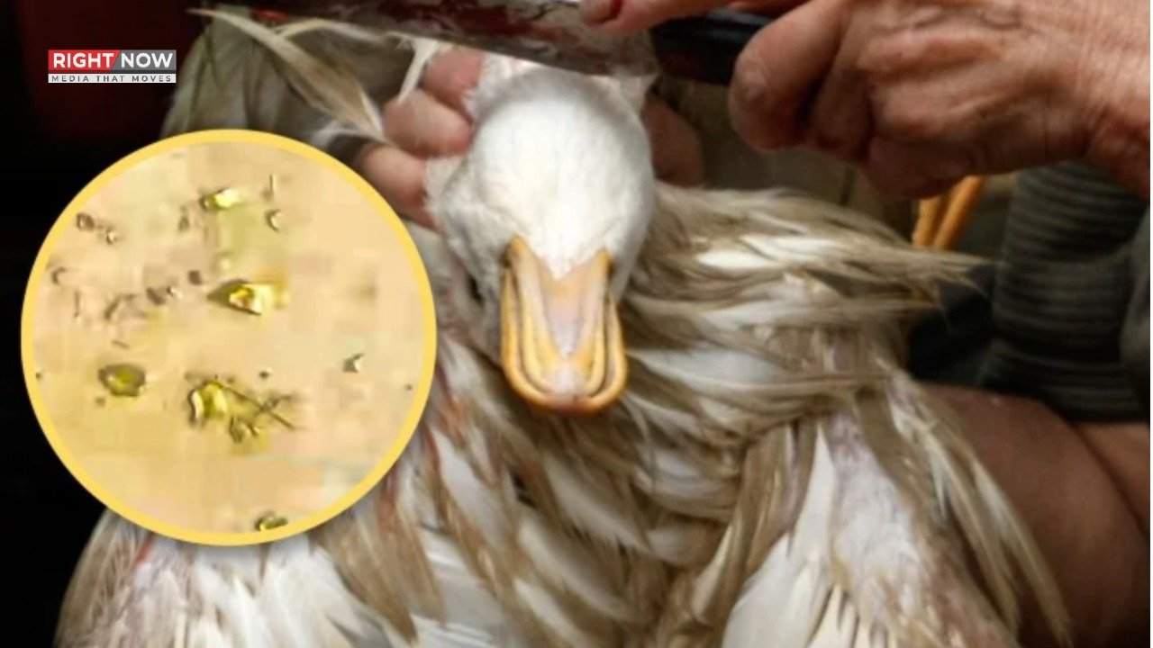 چین میں بطخ کے معدے سے لاکھوں روپوں کا سونا برآمد