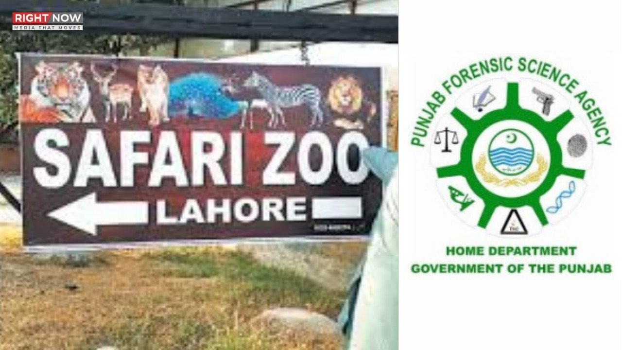 پنجاب میں نایاب جنگلی جانوروں کا تحفہ، سفاری زو منتقل