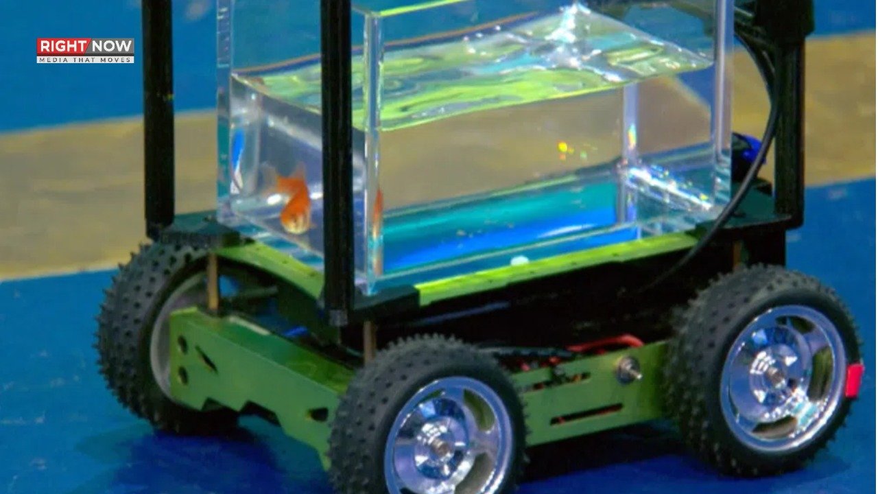 نیدرلینڈز میں گولڈ فش نے خودکار گاڑی چلا کر عالمی ریکارڈ بنایا