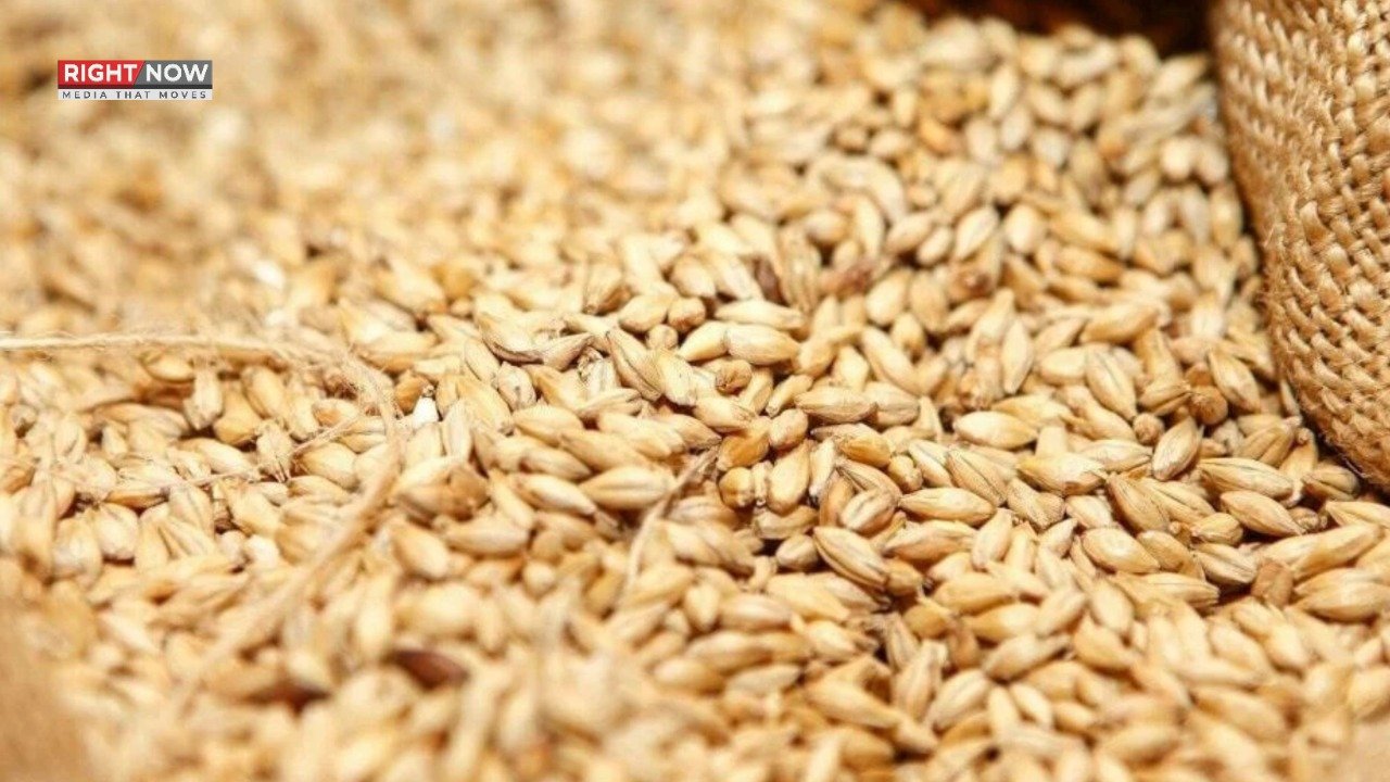 وفاقی سطح پر گندم کی خریداری نجی شعبے کے سپرد