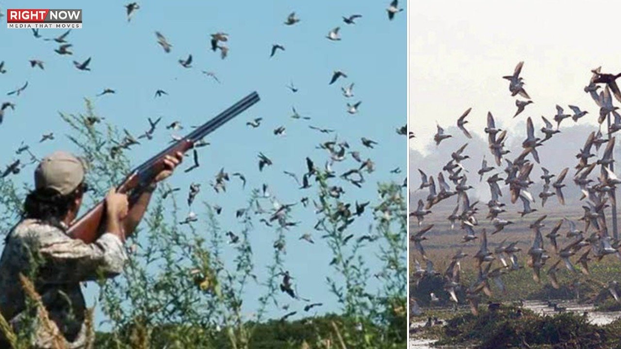 پنجاب، مرغابی کے شکار پر پابندی عائد