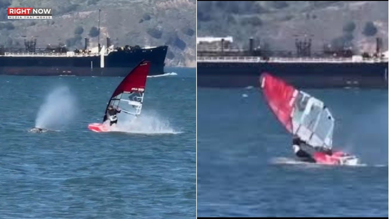 کیلیفورنیا میں دیو ہیکل وہیل سے ونڈ سرفر کا تصادم، ویڈیو سوشل میڈیا پر وائرل