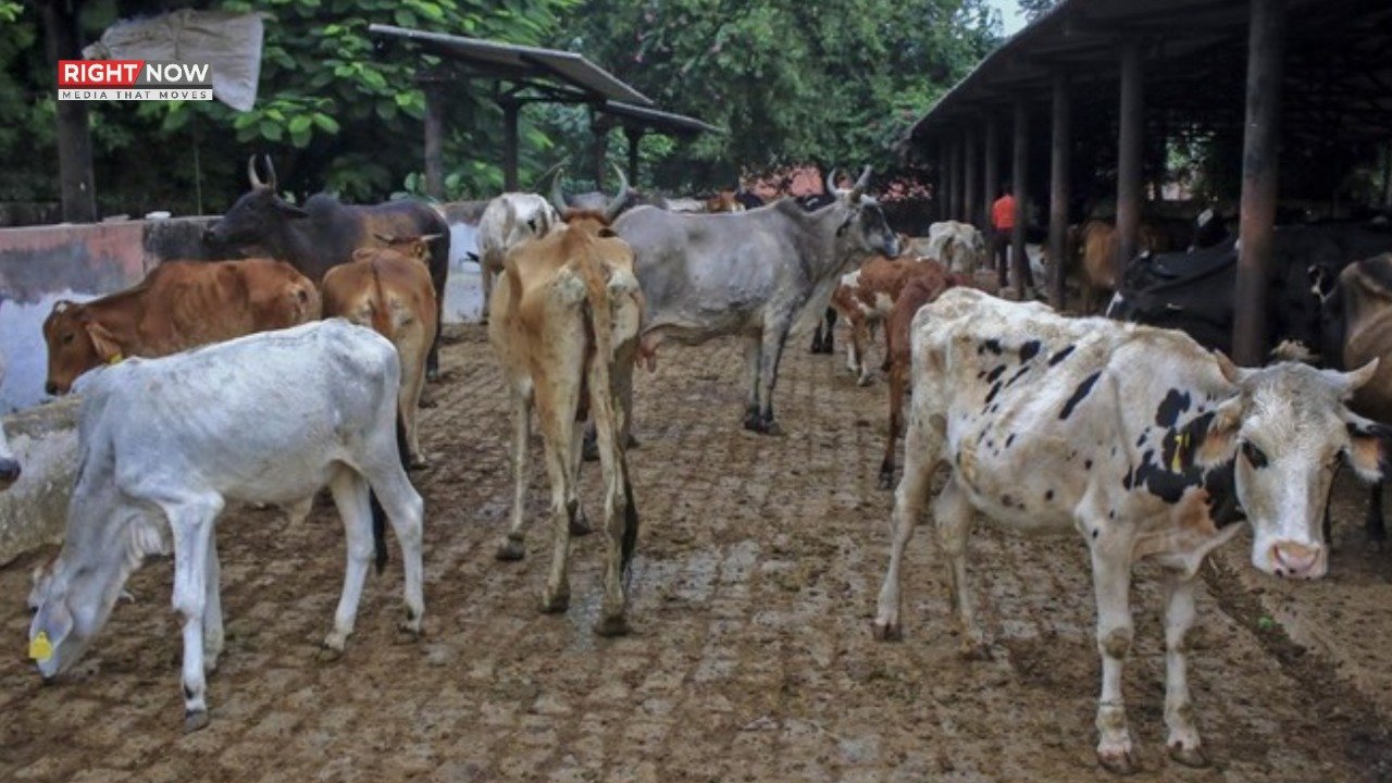 پنجاب، بھینسوں کے گوبر پر فیس عائد کرنے کا فیصلہ