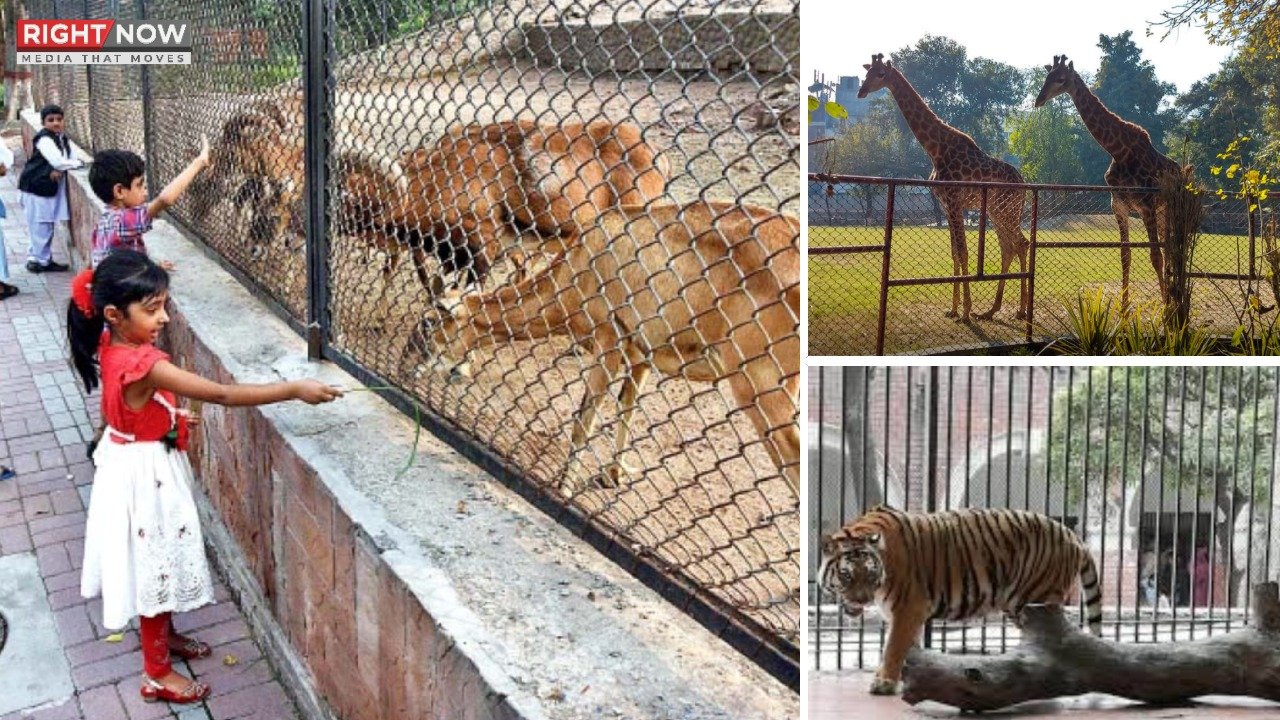 لاہور چڑیا گھر، جانوروں کی جوڑیاں بنانے کا اقدام