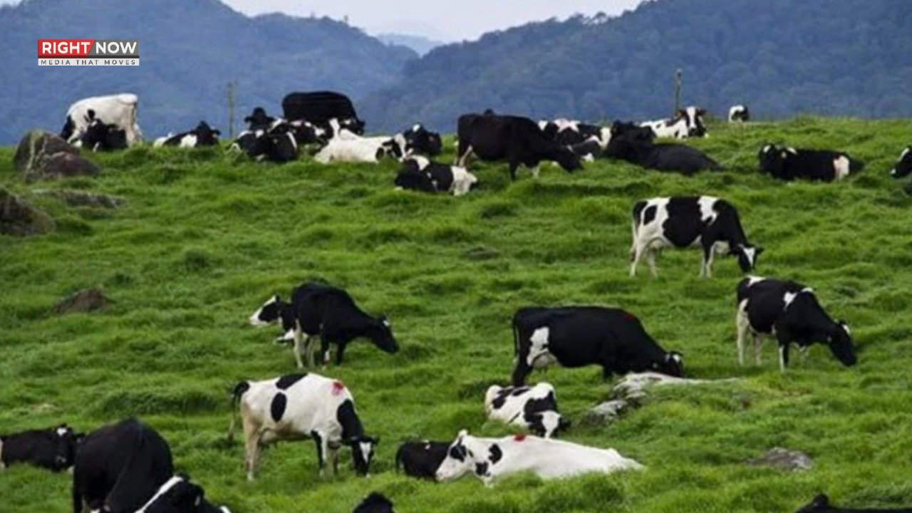 پاکستان، لائیواسٹاک انشورنس اسکیم کا آغاز کسانوں کے لیے اہم