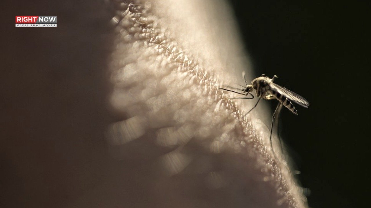 جینیاتی تبدیلی، ملیریا کے خاتمے کا نیا امکان