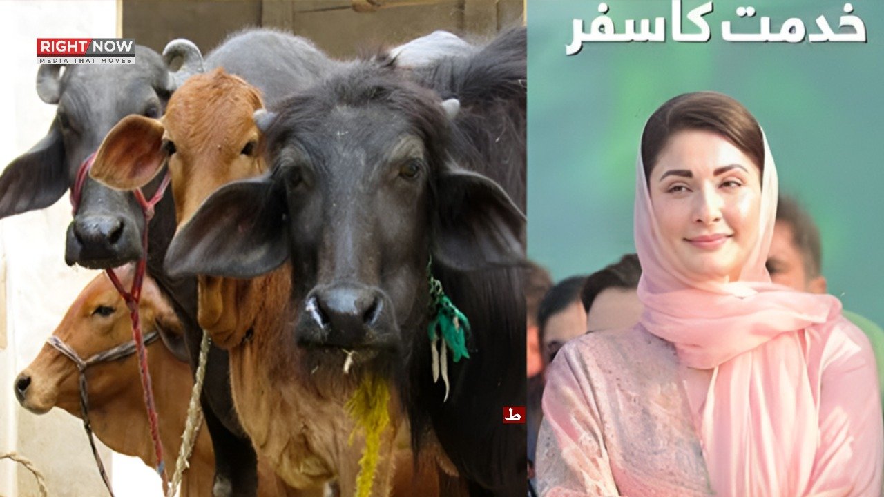 مریم نواز کی کاوشوں سے پنجاب 10 لاکھ مویشی برآمد کرے گا