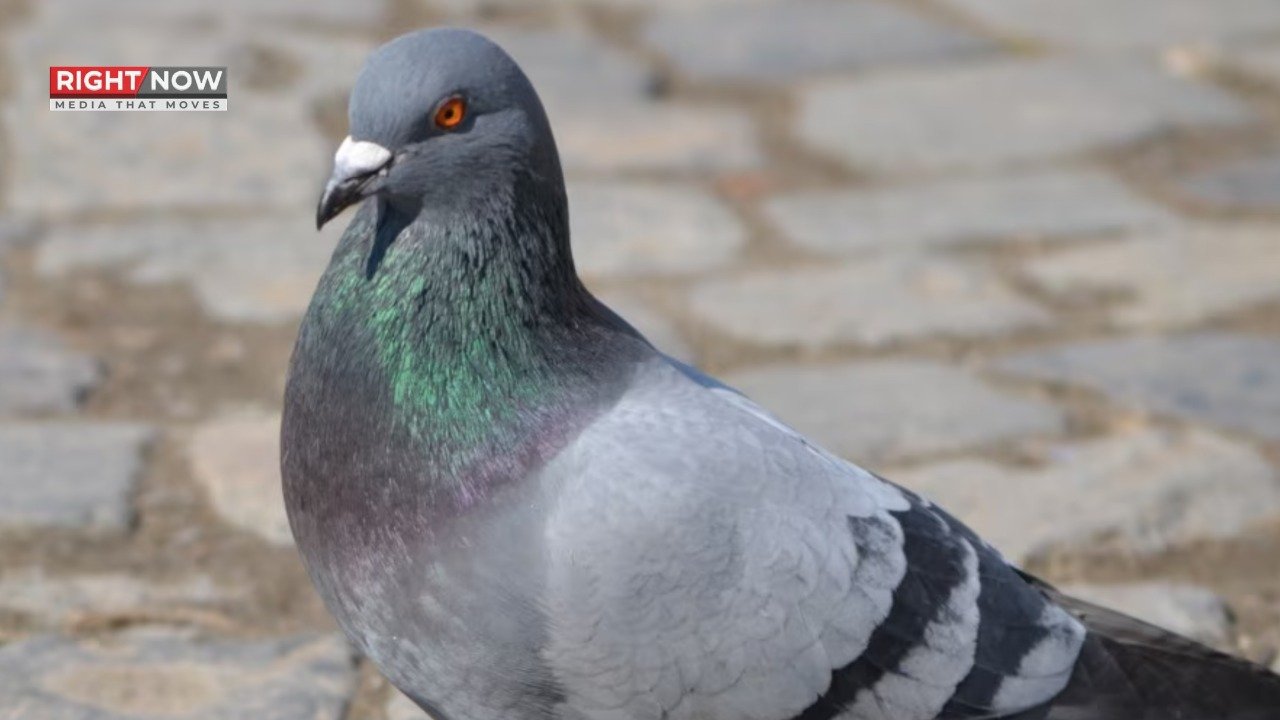 لاہور ایئرپورٹ پر 150 غیر قانونی کبوتر ضبط