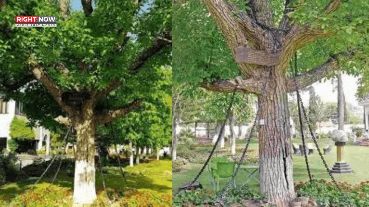 لنڈی کوتل کا تاریخی اخروٹ کا درخت آج بھی قید