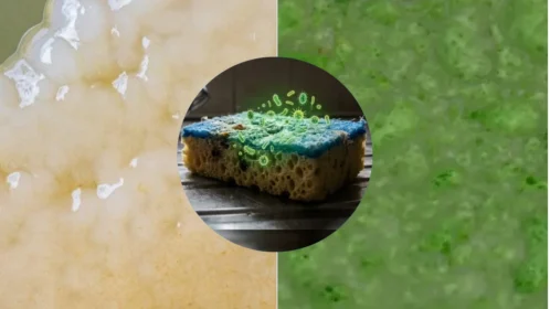 کیا آپ کا کچن اسپنج ٹوائلٹ سیٹ سے بھی زیادہ آلودہ ہو سکتا ہے؟