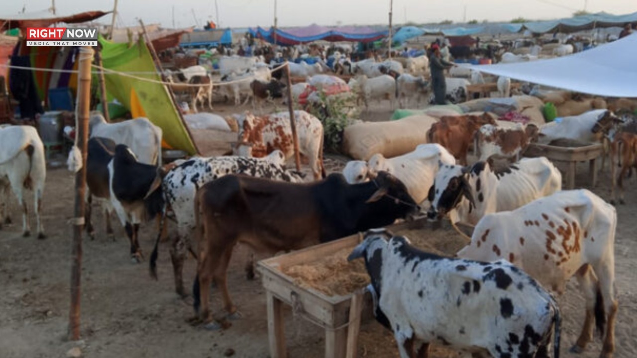 پاکستان میں مویشیوں کی تعداد میں ریکارڈ اضافہ، ڈیری اور گوشت کے شعبے کی وسعت