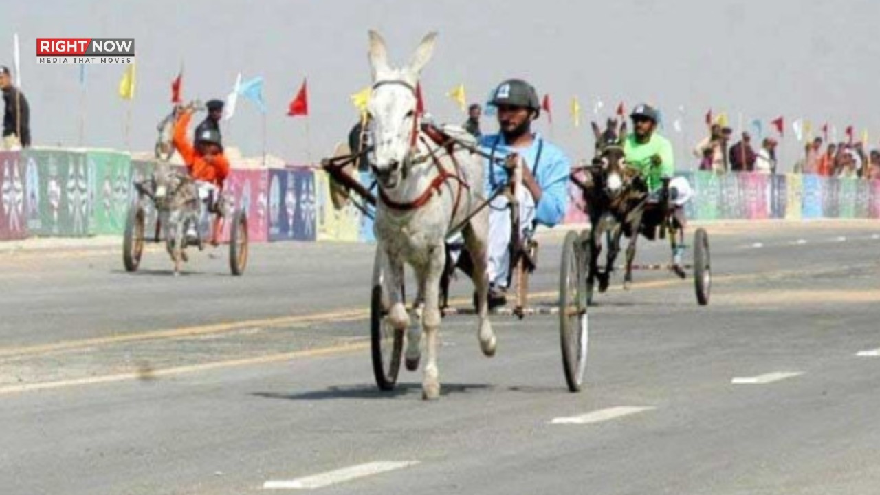کراچی میں گدھا گاڑی ریس کا انعقاد، کوئل نے فتح حاصل کر لی