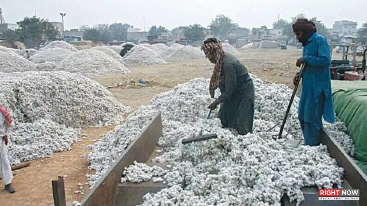 کپاس کی پیداوار میں غیر متوقع اضافہ، جننگ فیکٹریوں کی ریکارڈ وصولی
